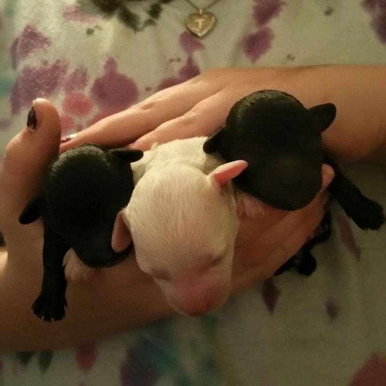 Teacup Poodle puppys for sale