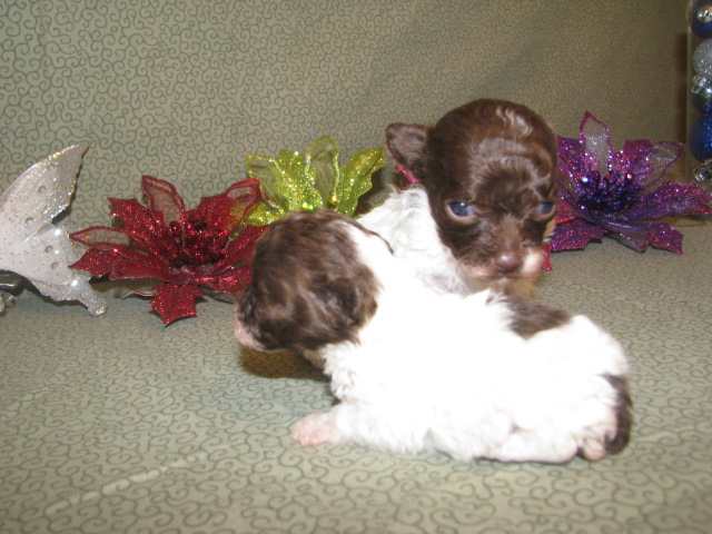 Teacup Poodle Puppy's for sale