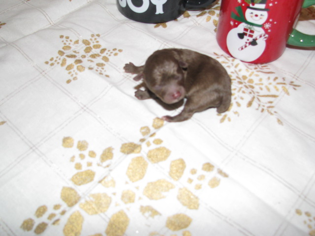 Teacup Poodle Puppy's for sale