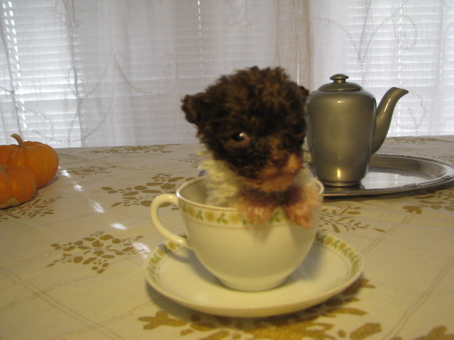 Teacup Poodle Puppy's for sale