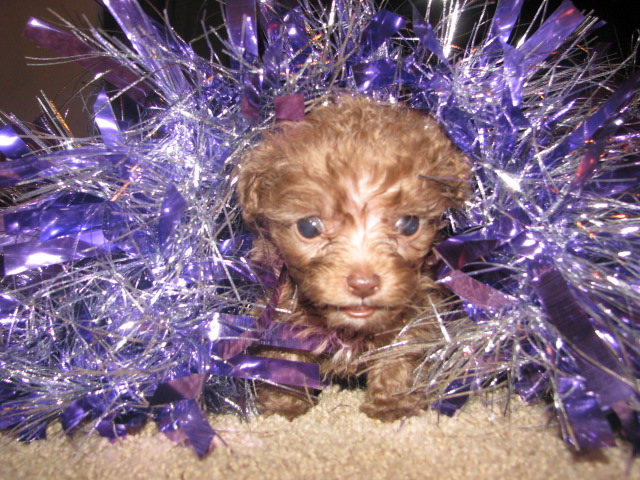 Teacup Poodle Puppy's for sale