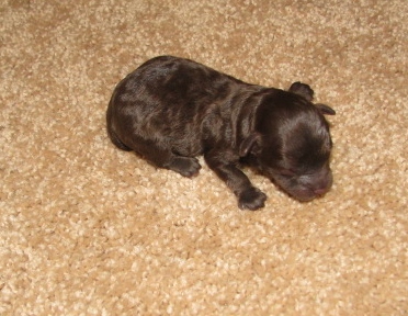 Teacup Poodles for sale 