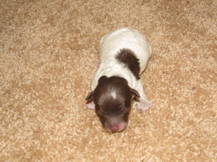 Teacup Poodle Puppy's for sale