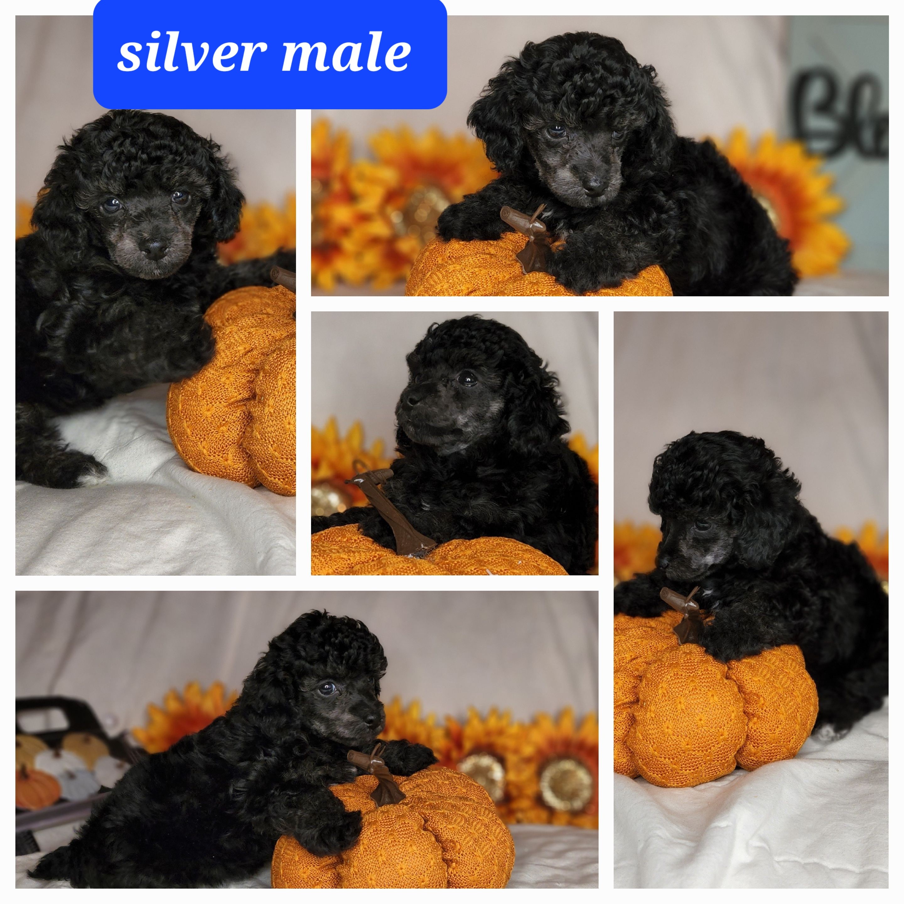 Puppys for sale teacups and toy poodles for sale