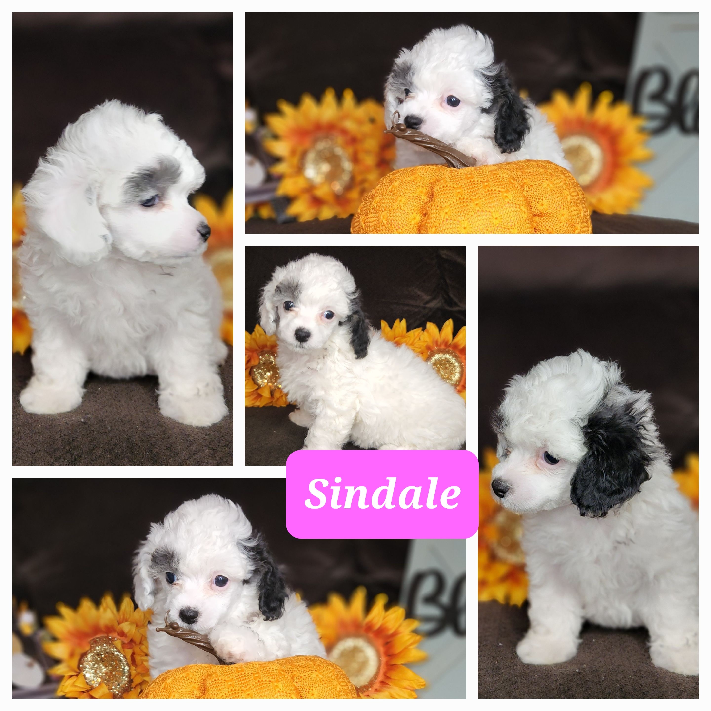 toy, tiny toy, and teacup poodles for sale in roswell nm