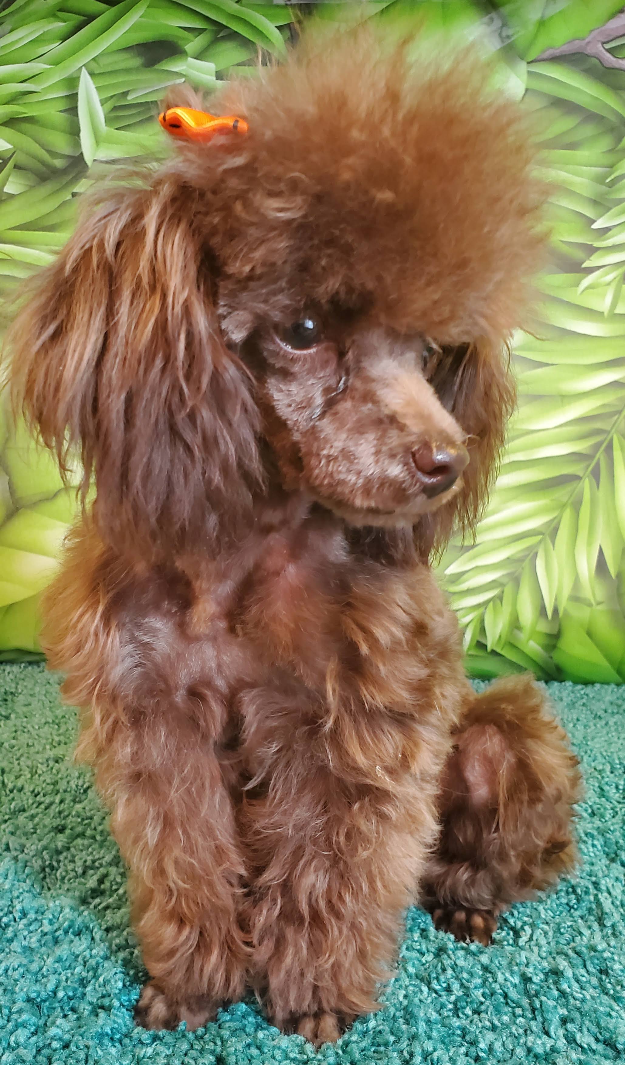 Teacup Poodles for sale