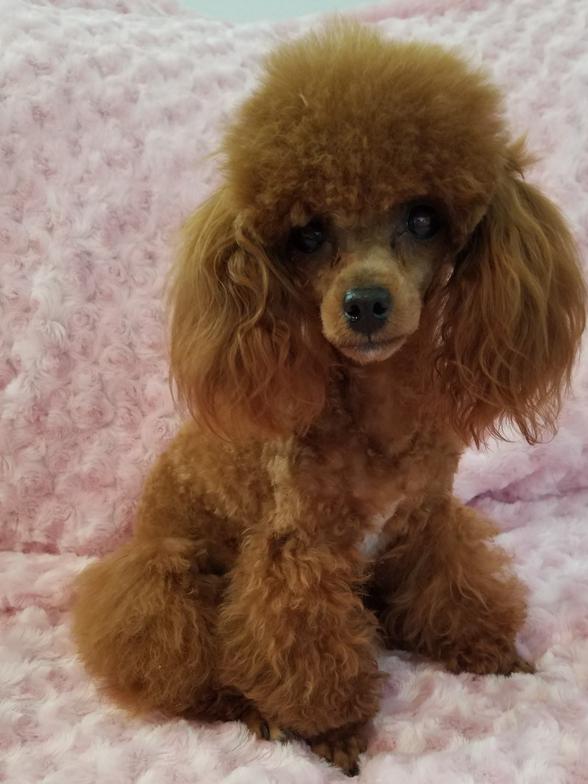 toy, tiny toy, teacup poodles for sale roswell nm
