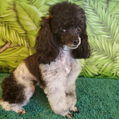 Teacup Poodle Puppy's for sale