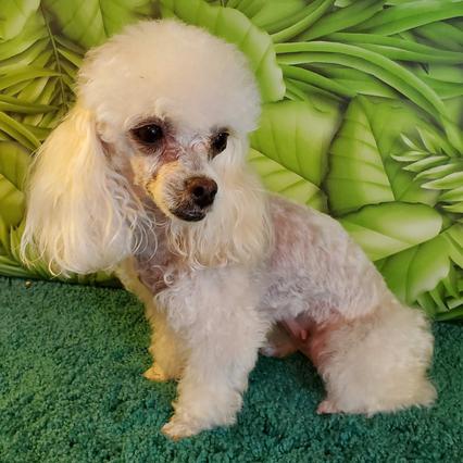 Teacup Poodle Puppy's for sale