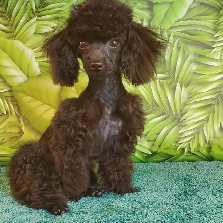 Teacup Poodle Puppy's for sale