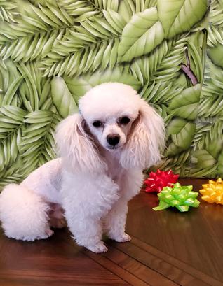 Teacup poodle puppys for sale roswell nm