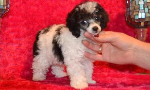Teacup Poodle Puppy's for sale