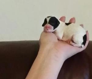 Teacup Poodle Puppy's for sale