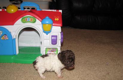 Teacup Poodles for sale 