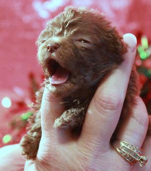 Teacup Poodle Puppy's for sale