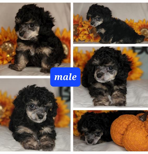 Toy, tiny toy and teacup poodles for sale in roswell nm