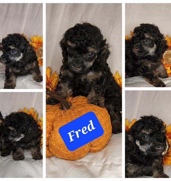 Toy and Teacup Poodles for sale in NM