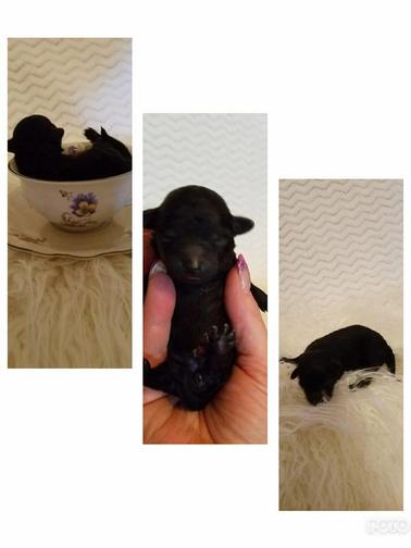 toy and teacup poodles for sale in Roswell NM