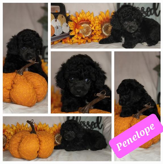 toy and teacup poodles for sale in Roswell NM