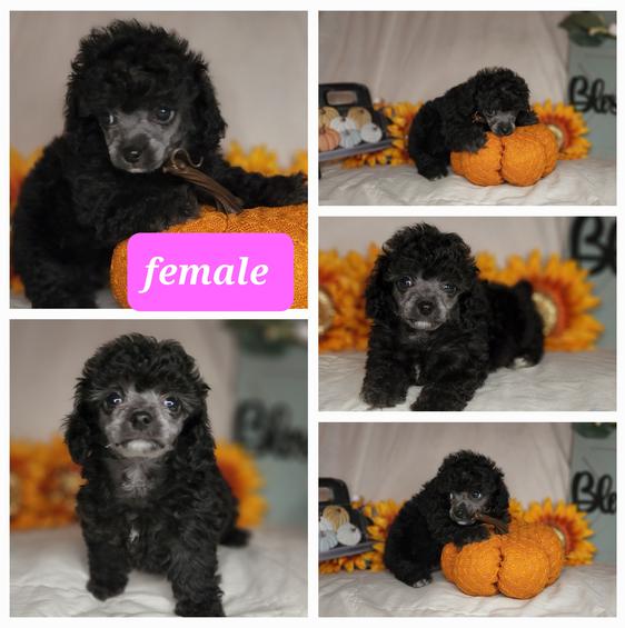 toy and teacup poodles for sale in Roswell NM