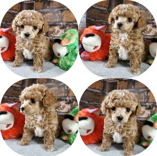 teacup poodle puppies for sale