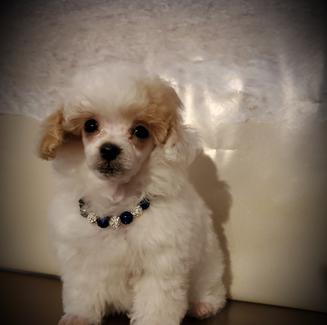 Teacup Poodle Puppys for sale