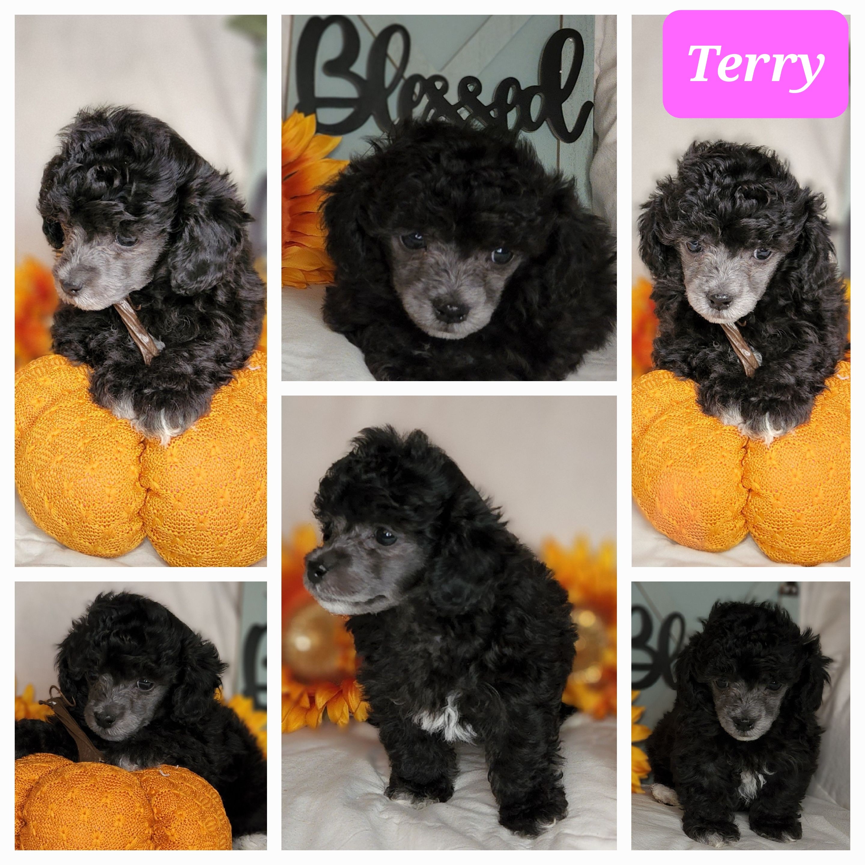 toy and teacup poodles for sale in Roswell NM