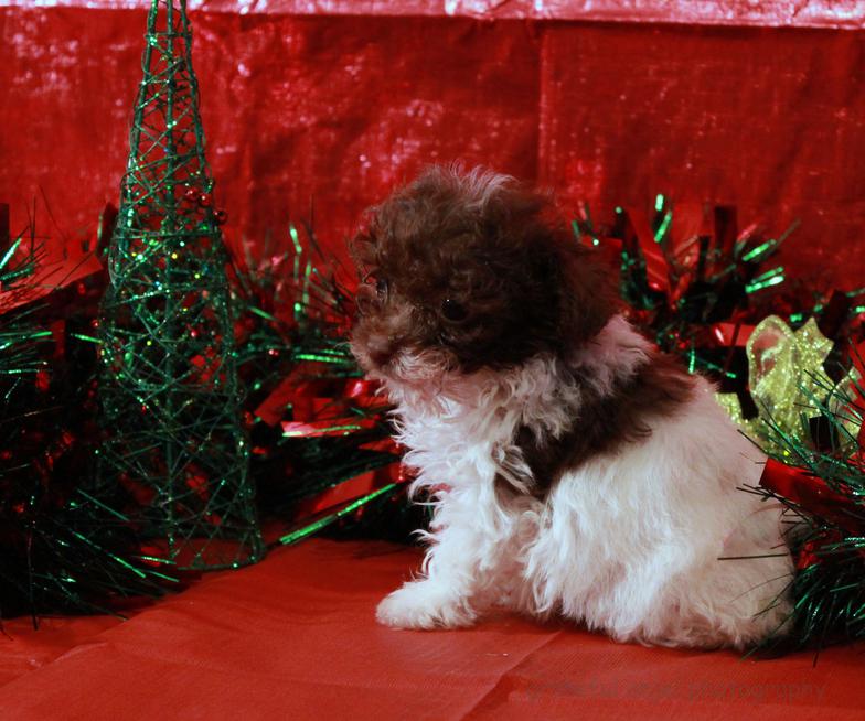 Teacup Poodle Puppy's for sale